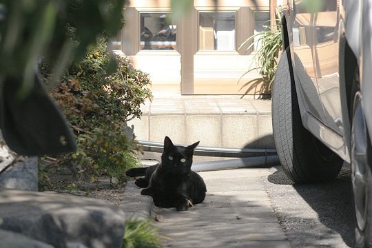 ねこ