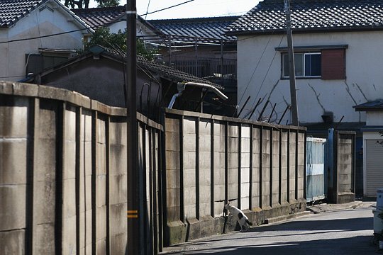 ねこ