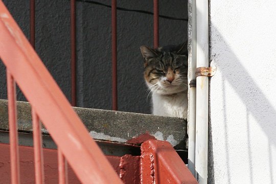 ねこ