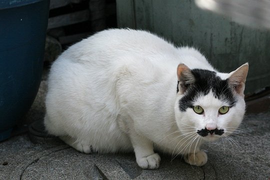 ねこ