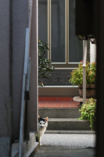 ねこ