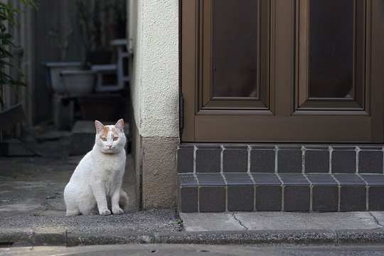 ねこ