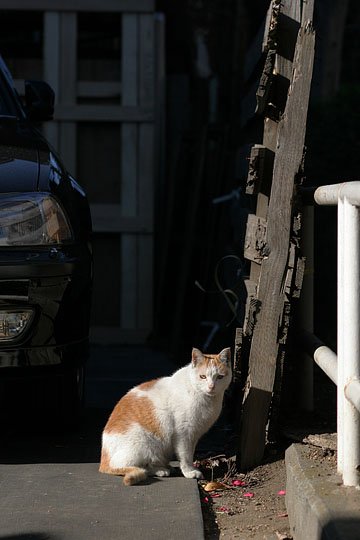 ねこ