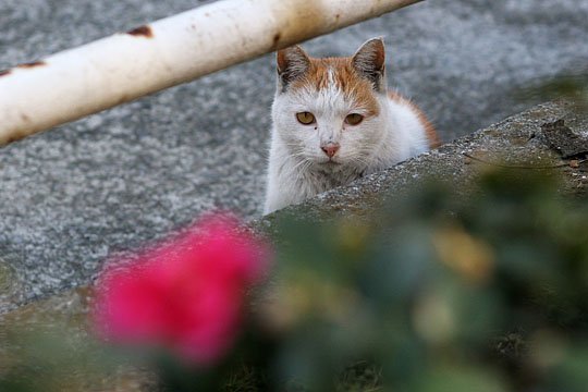 ねこ