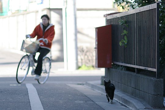 ねこ