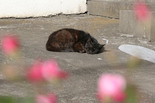 ねこ