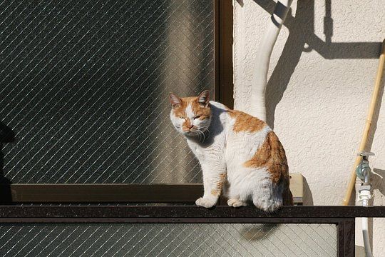 ねこ