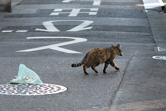 ねこ