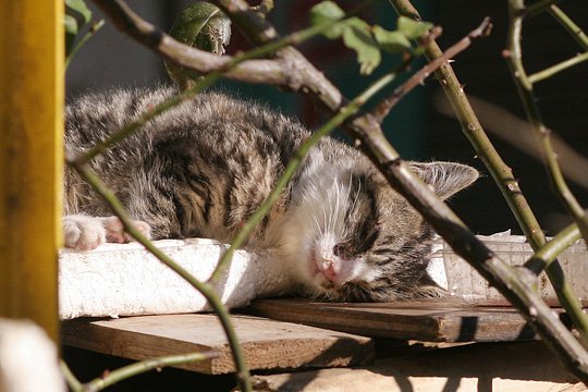 ねこ