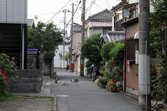 街のねこたち