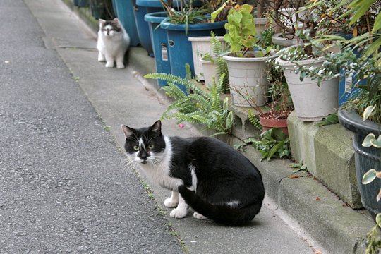 街のねこたち