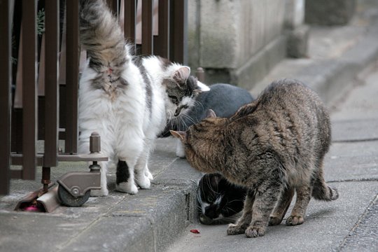街のねこたち