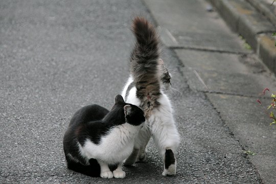 街のねこたち
