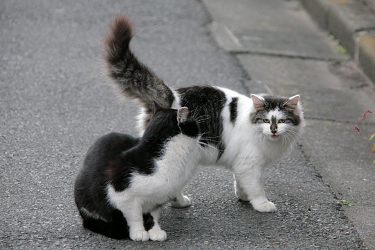 街のねこたち