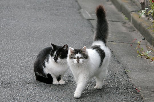 街のねこたち