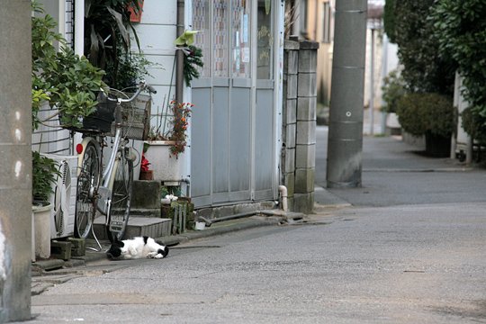 街のねこたち