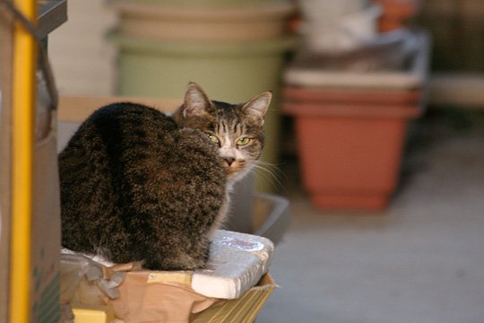 ねこ