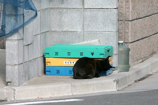 街のねこたち