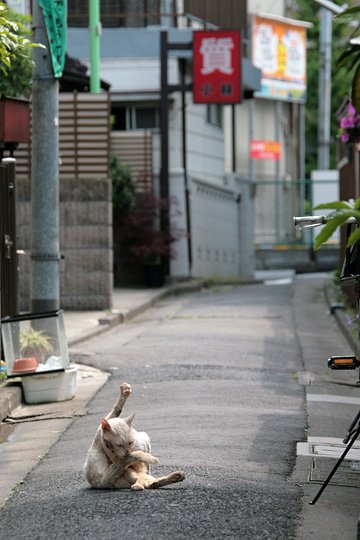 街のねこたち