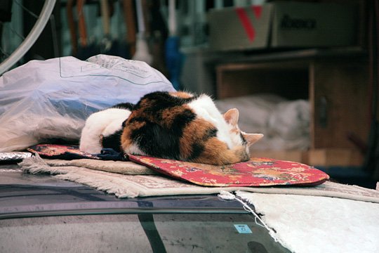 街のねこたち
