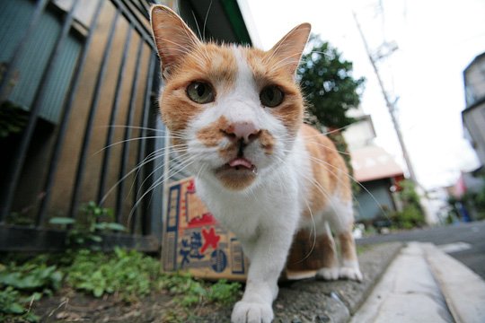 街のねこたち