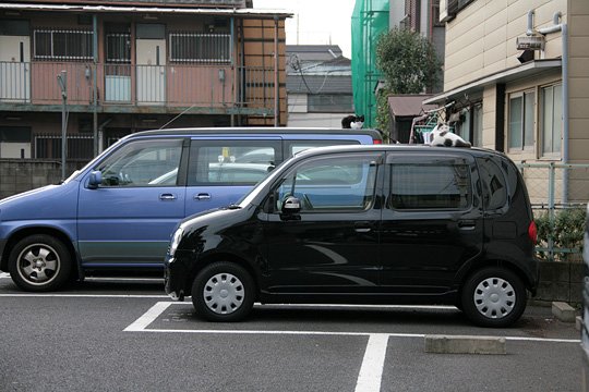 街のねこたち
