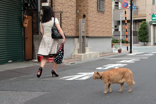 街のねこたち