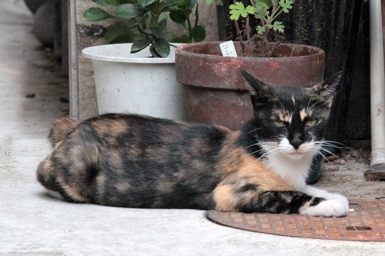 街のねこたち