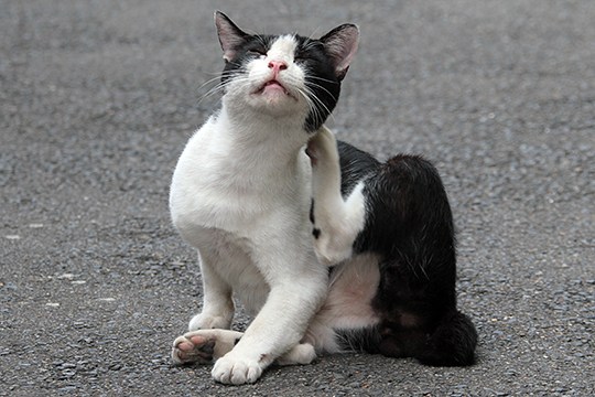 街のねこたち