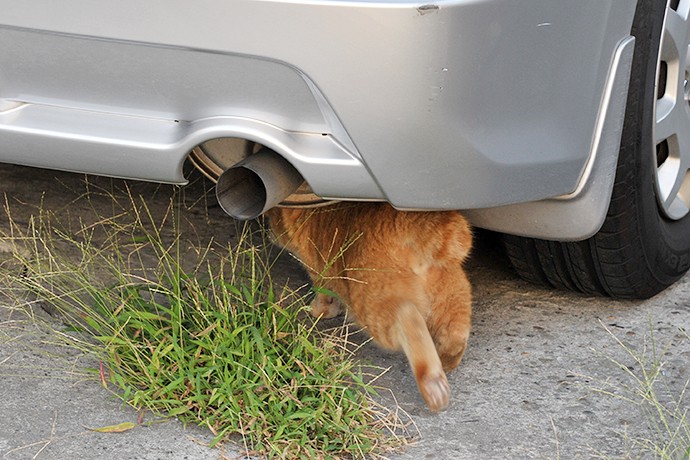 街のねこたち
