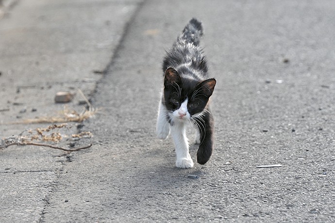 街のねこたち