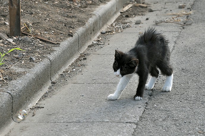 街のねこたち