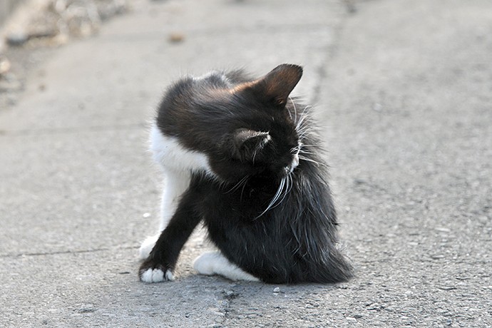 街のねこたち