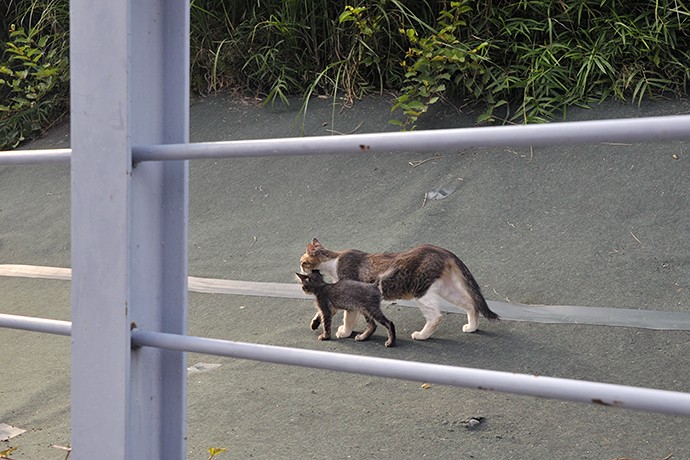 街のねこたち
