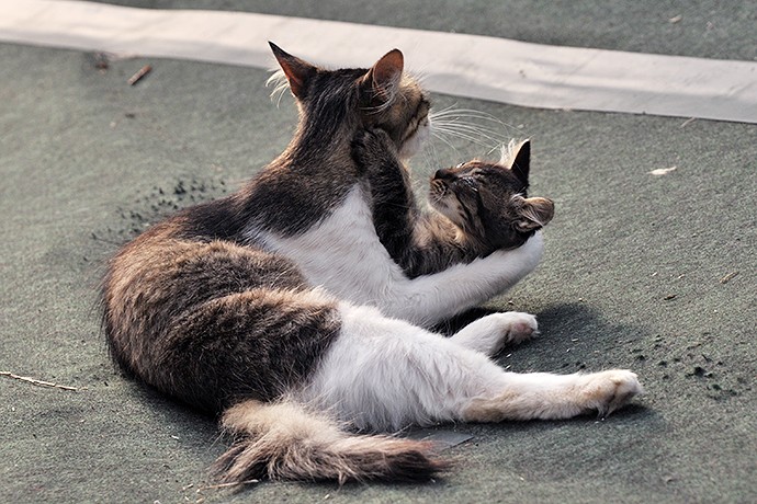 街のねこたち