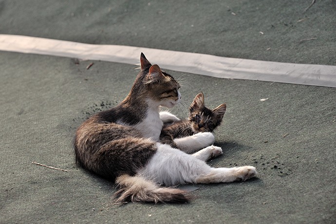 街のねこたち