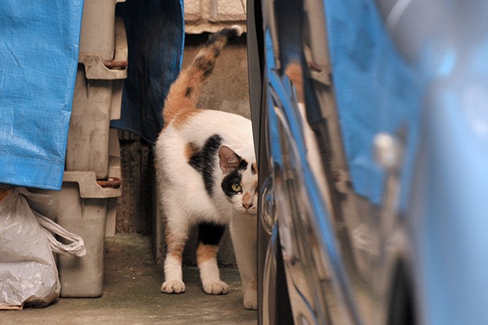 街のねこたち