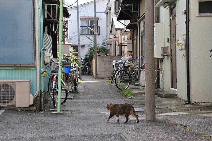 街のねこたち