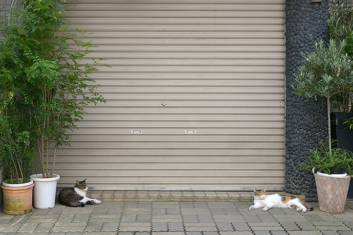 街のねこたち