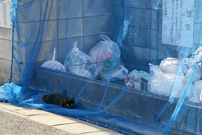 街のねこたち