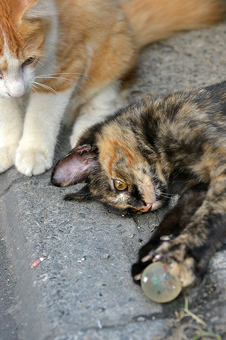街のねこたち