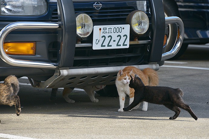 街のねこたち