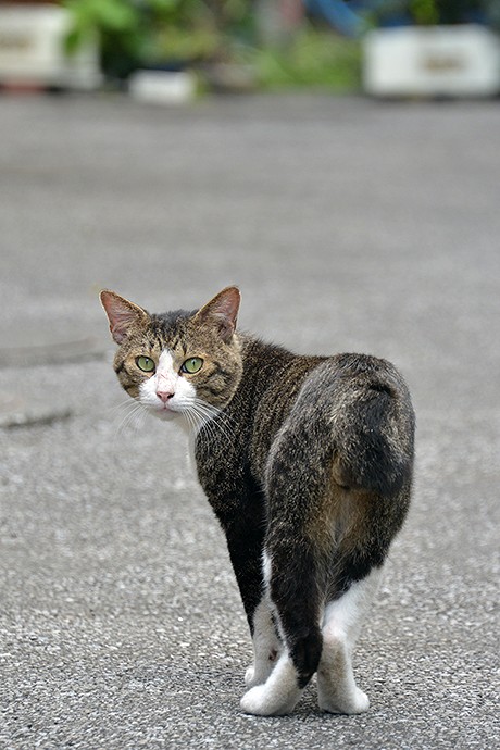 街のねこたち
