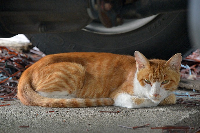 街のねこたち
