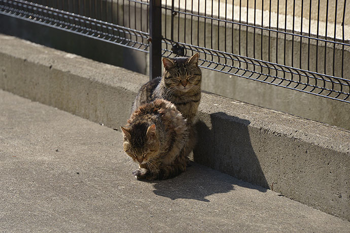 街のねこたち