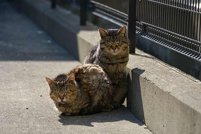 街のねこたち
