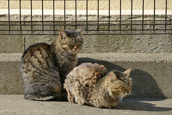 街のねこたち
