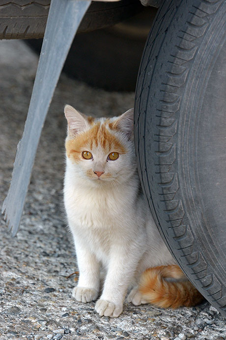 街のねこたち