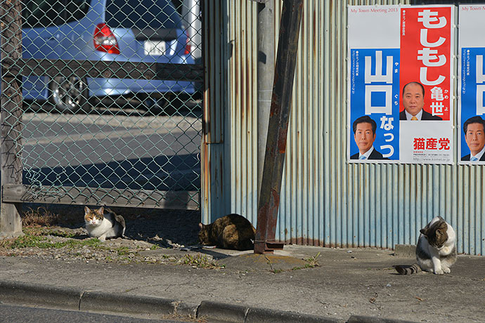 街のねこたち