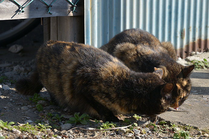 街のねこたち